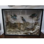A cased taxidermy of Kingfishers, Water Rail and wader in naturalistic setting,