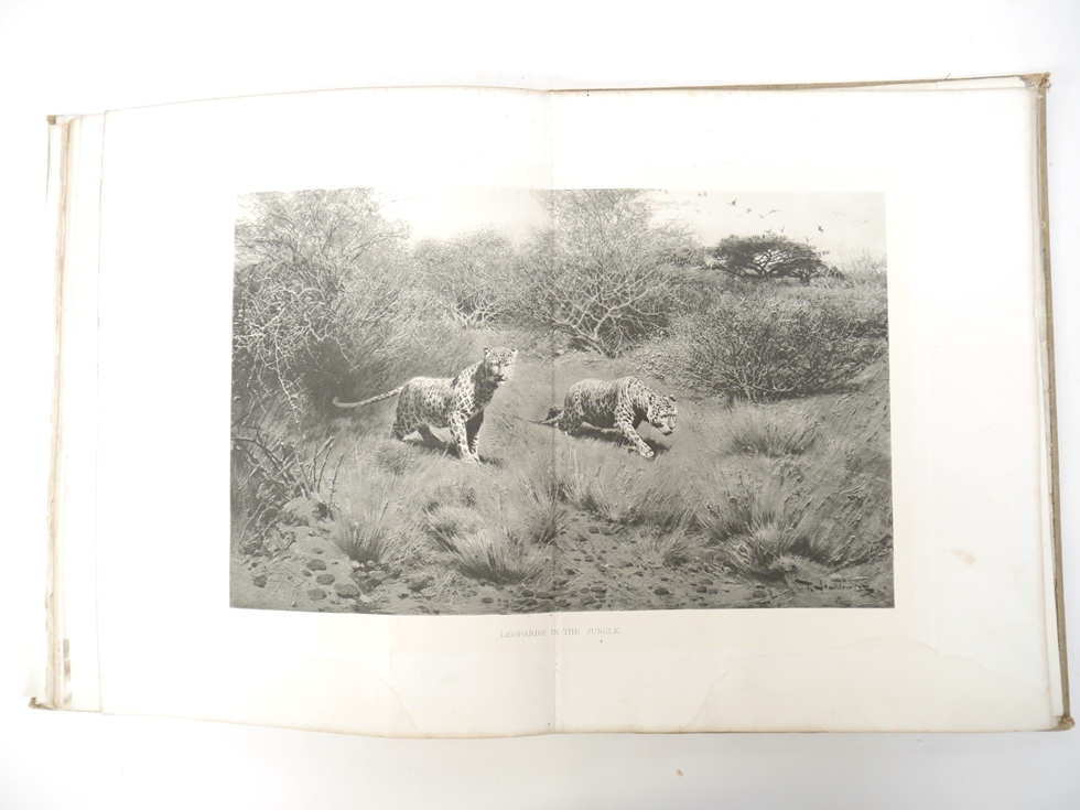 Count Joseph Potocki: 'Sport in Somaliland', London, Rowland Ward, 1900, 1st edition in English, - Image 34 of 40