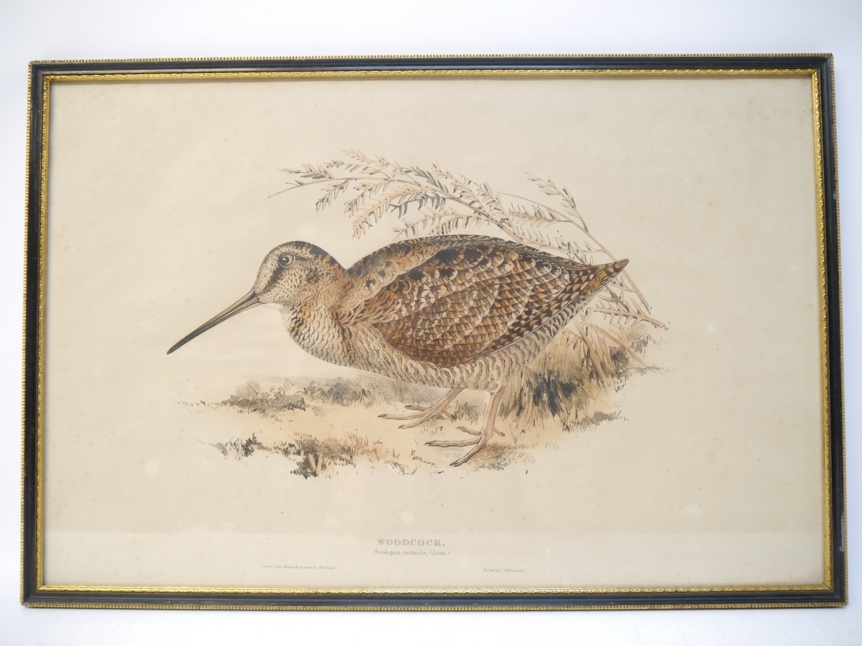 J. & E. Gould, a 19th Century original hand-coloured lithograph 'Woodcock.