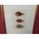 A vintage style framed print of exotic fish, framed and glazed, 27cm x 17.