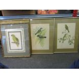 A set of five prints of book plates, flora and fauna studies, and another of a parrot, framed and