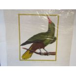 A coloured engraving of an exotic bird, Cassique vert, de Cayenne. 22.5cm x 18.5cm