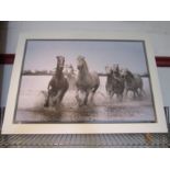 A canvas print of horses running through a river after Michael Hume, framed, 41cm x 61cm