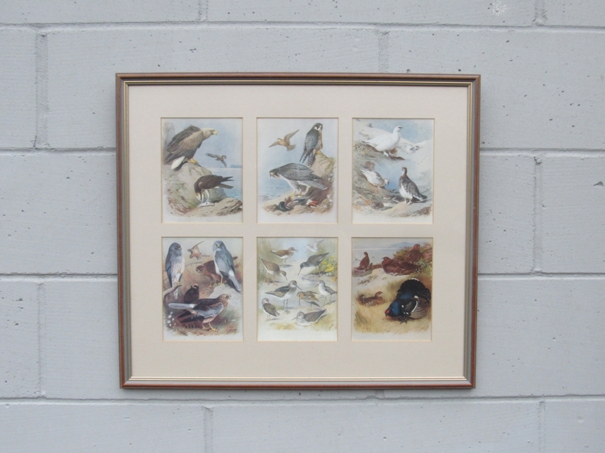 A framed and glazed group of six prints after Thorburn, mounted as one, depicting Birds of Prey,