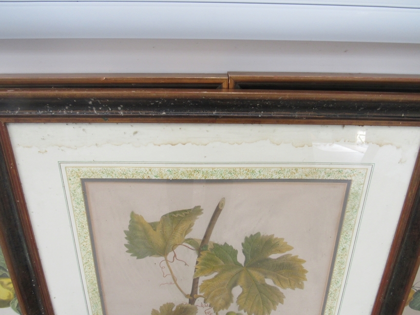 A set of seven framed and glazed botanical prints after Pancrace Bessa, each with fruiting - Image 5 of 5