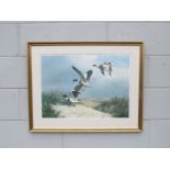 A framed and glazed print after John Cyril Harrison depicting Shelduck coming in to land on a beach.