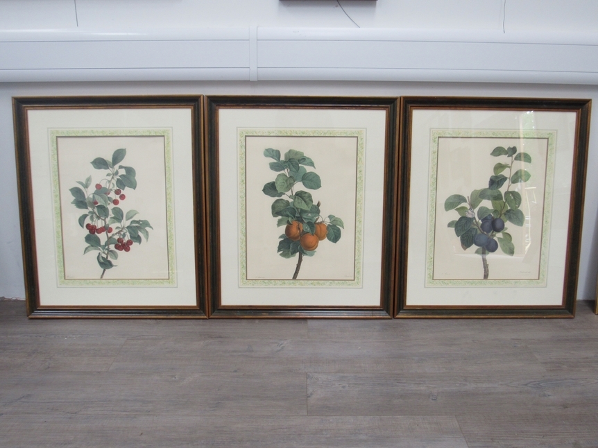 A set of seven framed and glazed botanical prints after Pancrace Bessa, each with fruiting