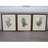 A set of seven framed and glazed botanical prints after Pancrace Bessa, each with fruiting