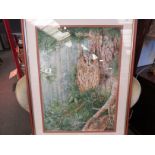 NEIL COX: A watercolour 'Long Eared Owl', signed lower right, framed and glazed, 62cm x 44cm