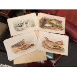 A collection of circa late 19th Century chromolithographs depicting birds, mainly game birds and