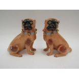 A pair of Dresden pug dogs with blue bell collars, underglazed marks near tails, impressed marks