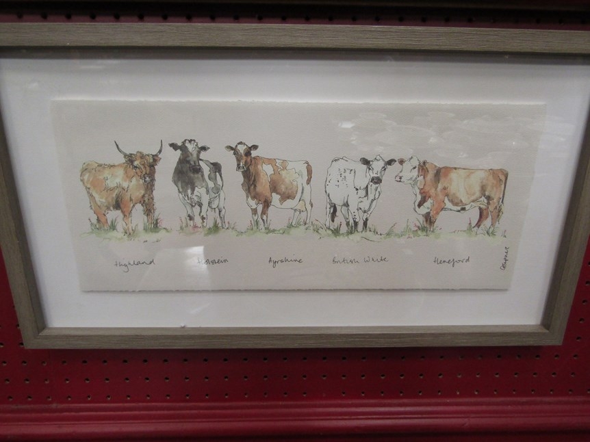 A coloured print depicting five various cows, framed and glazed