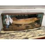 A 1961 cased pike 24lb, caught at Somerton on the Rive Thurne, Norfolk by C. Agale, in bowed glass
