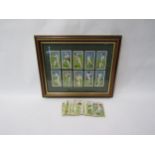A framed display of Players Cricketers 1930 cigarette cards together with loose examples