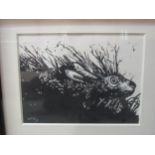 CARLING 2013: A pen and watercolour of a hare, framed and glazed, 23cm x 30cm
