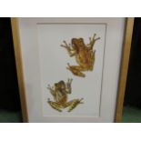 A limited edition print of two frogs, signed lower right corner 6/500, images size 29xm x 18.5cm
