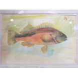 SHIGEHO TANAKA: A watercolour depicting a trout, signed and dated 1952, framed and glazed, 33cm x
