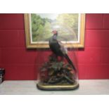 A taxidermy pheasant in domed glass case, case cracked at side, 70cm high