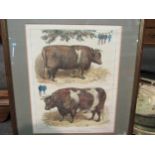 A coloured etching depicting a prize bull entitled Prize Cattle At The Smithfield Club Show,