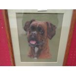 A pastel of a boxer dog, framed and glazed, 25cm x 20cm image size