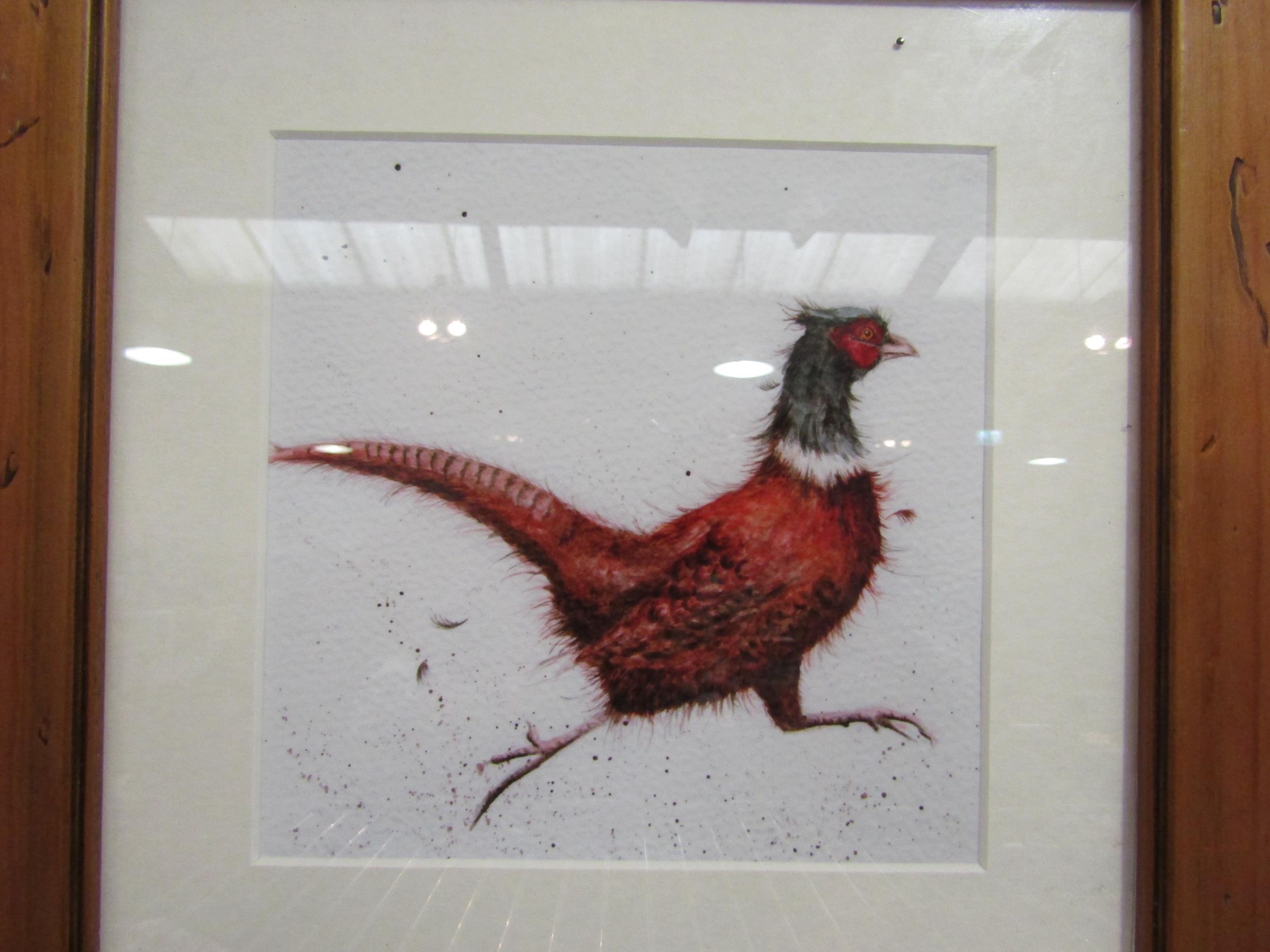 A print of a frazzled pheasant, framed and glazed, image size 17cm x 17cm