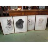 Four pastel portraits of dogs, German Shepherd, New Foundland and Two Golden Retrievers, 54cm x 38cm