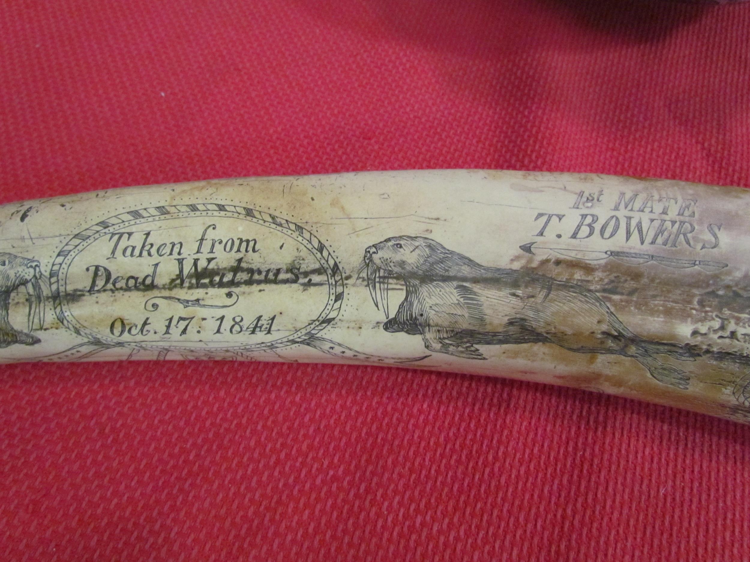 A reproduction Scrimshaw style tusk, 54cm long
