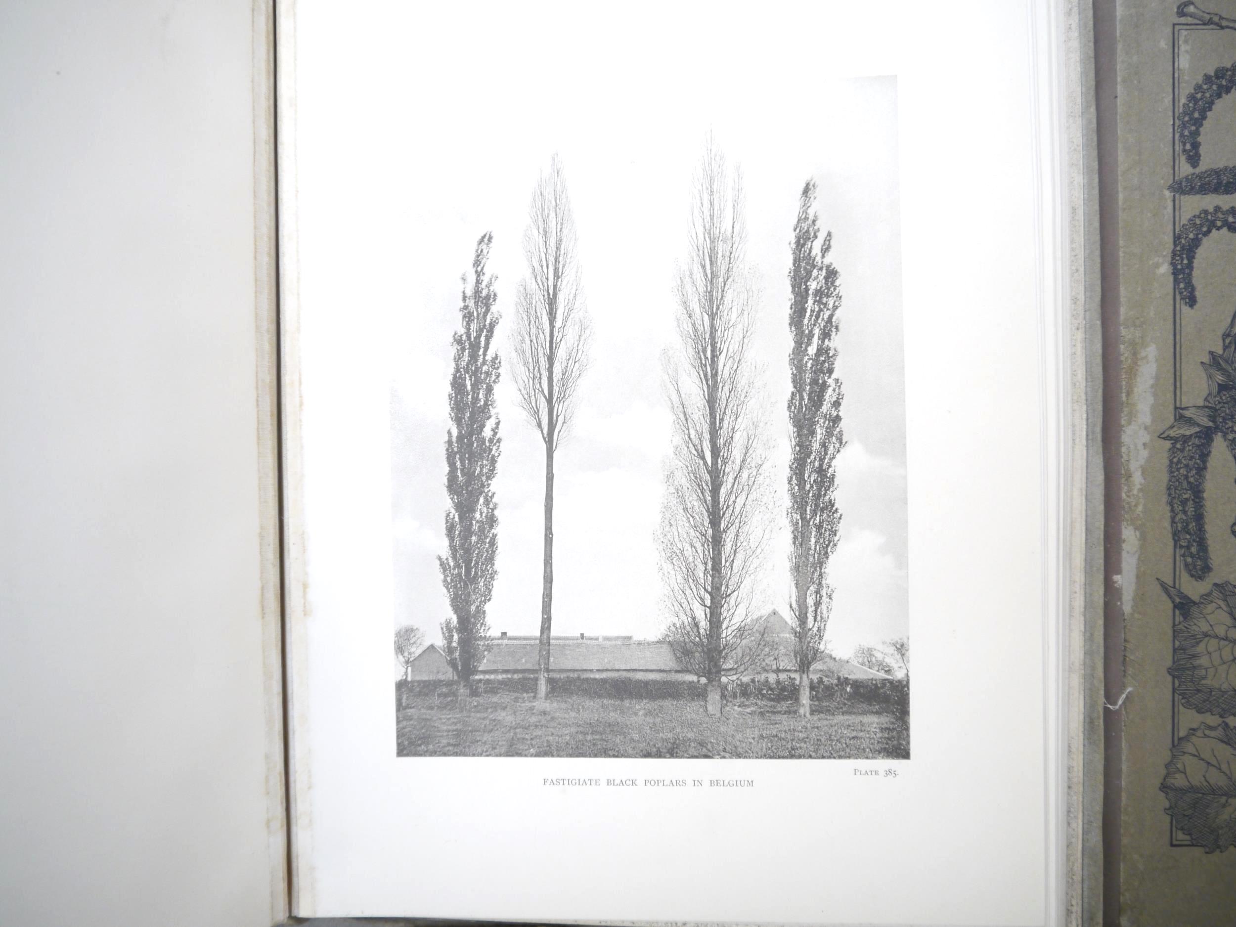 (Trees), Henry John Elwes & Augustine Henry: 'The Trees of Great Britain & Ireland', Edinburgh, - Image 37 of 41