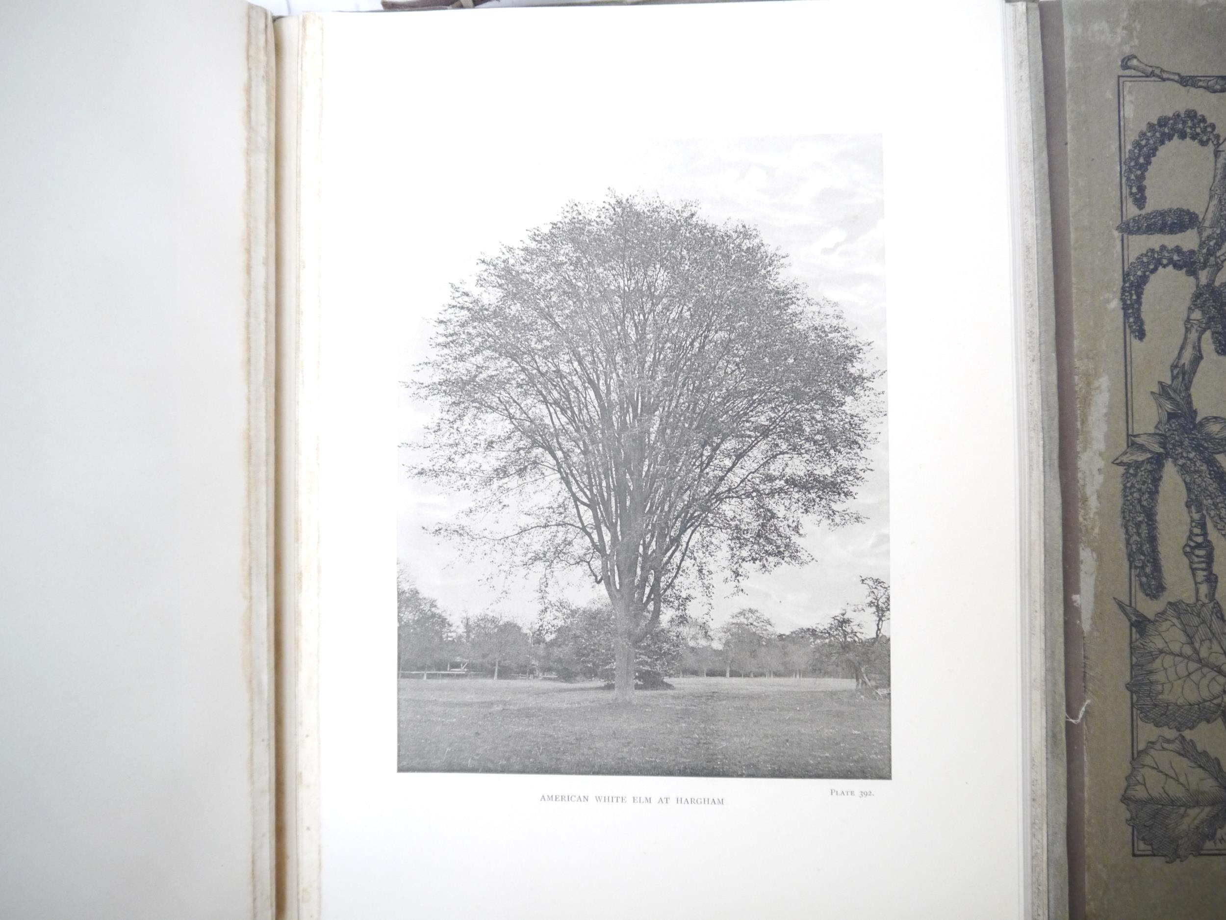 (Trees), Henry John Elwes & Augustine Henry: 'The Trees of Great Britain & Ireland', Edinburgh, - Image 33 of 41