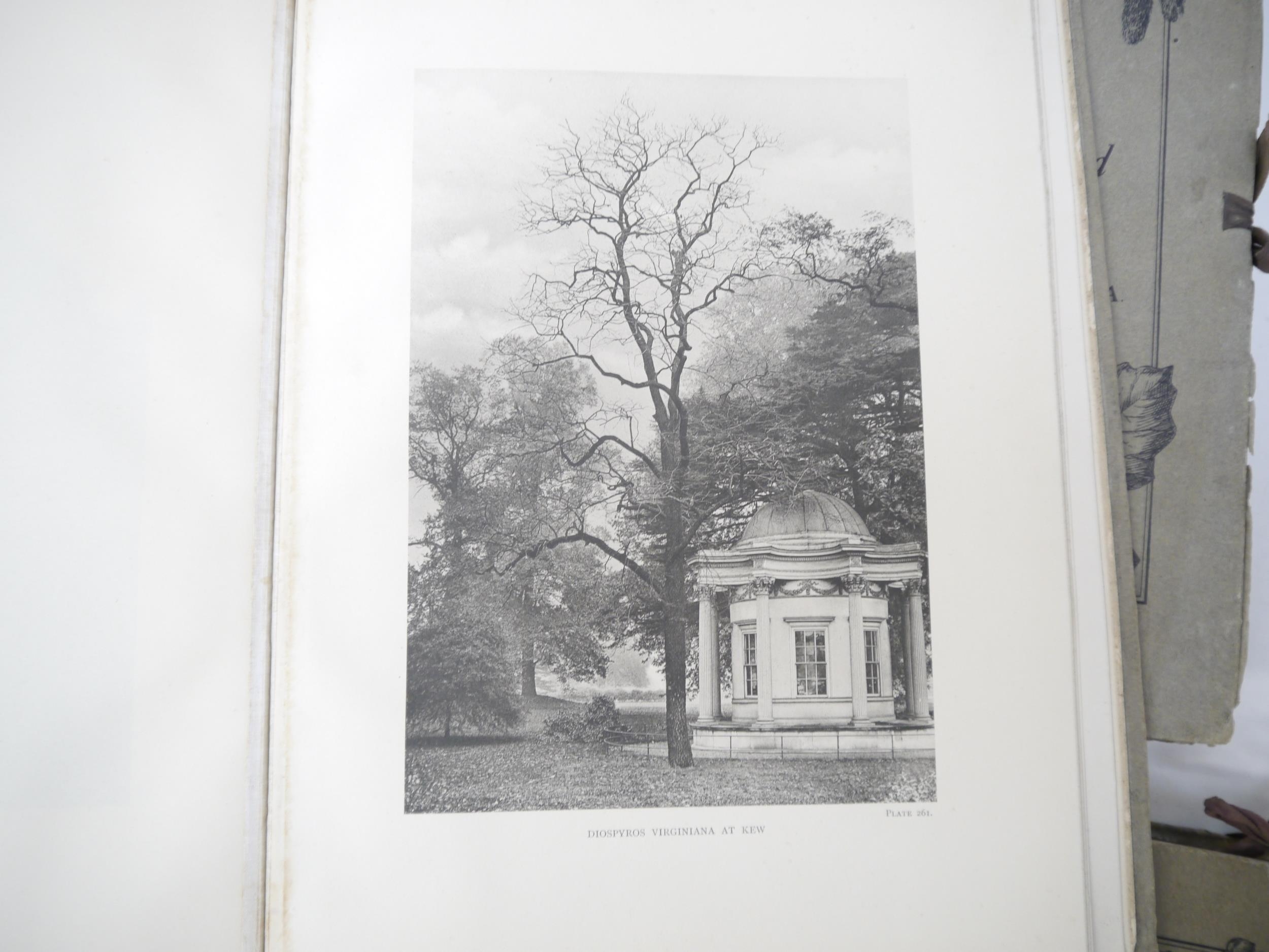 (Trees), Henry John Elwes & Augustine Henry: 'The Trees of Great Britain & Ireland', Edinburgh, - Image 26 of 41