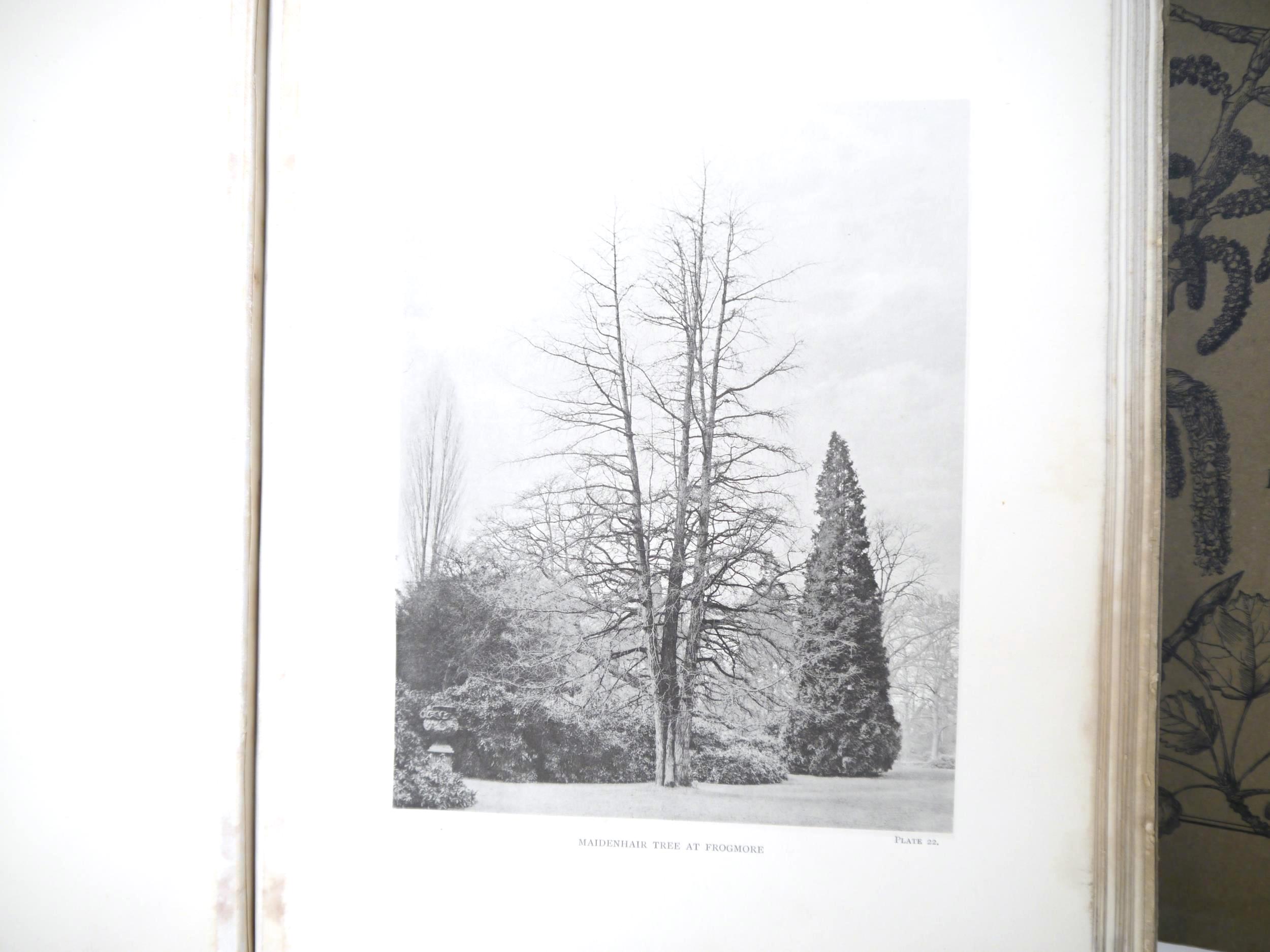 (Trees), Henry John Elwes & Augustine Henry: 'The Trees of Great Britain & Ireland', Edinburgh, - Image 11 of 41