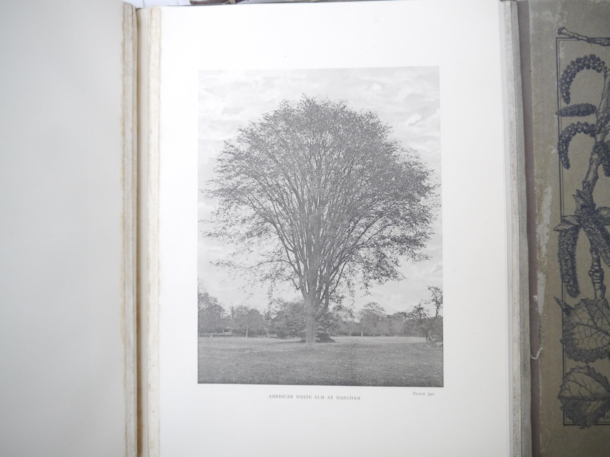 (Trees), Henry John Elwes & Augustine Henry: 'The Trees of Great Britain & Ireland', Edinburgh, - Image 32 of 41