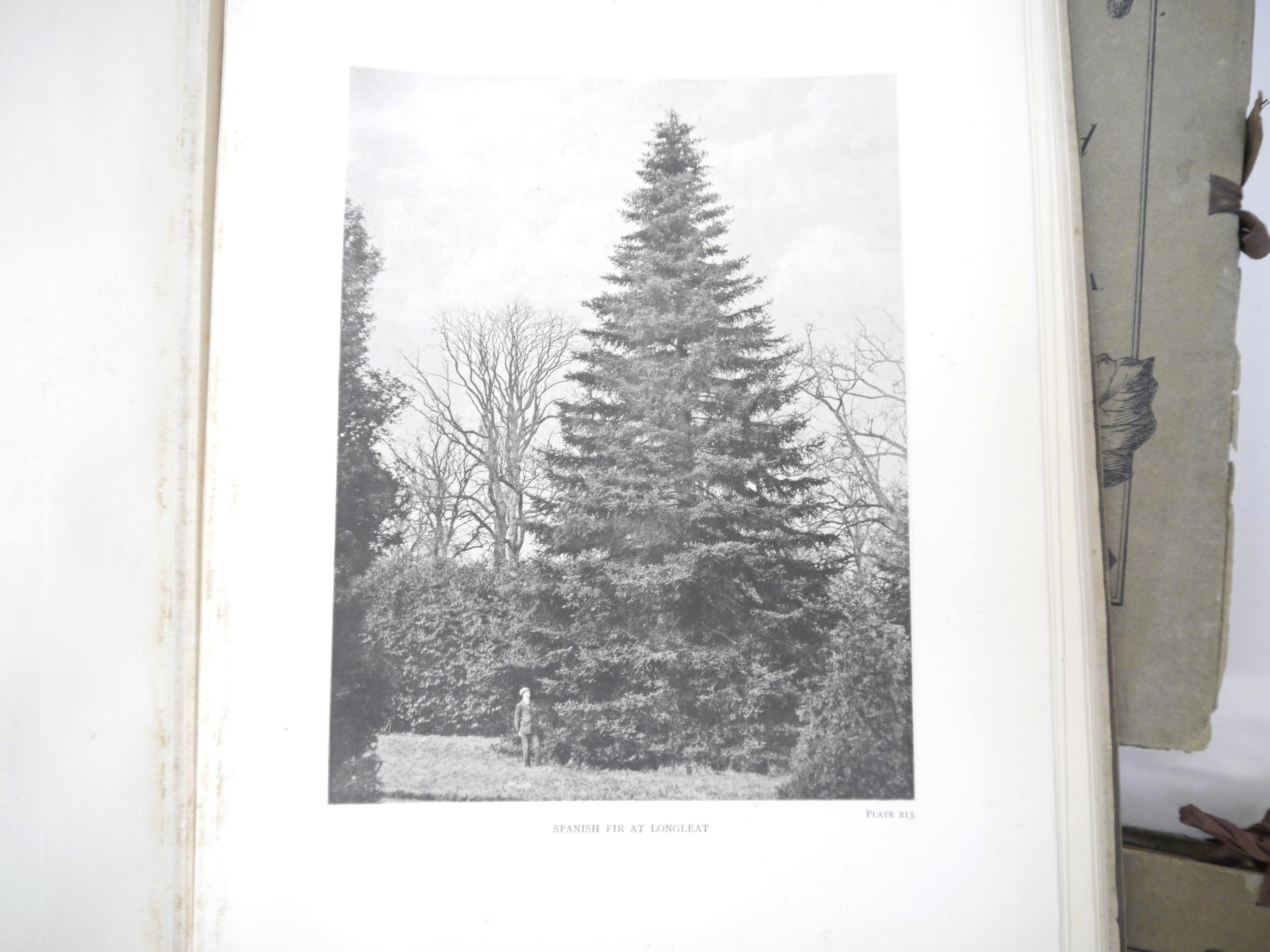 (Trees), Henry John Elwes & Augustine Henry: 'The Trees of Great Britain & Ireland', Edinburgh, - Image 21 of 41