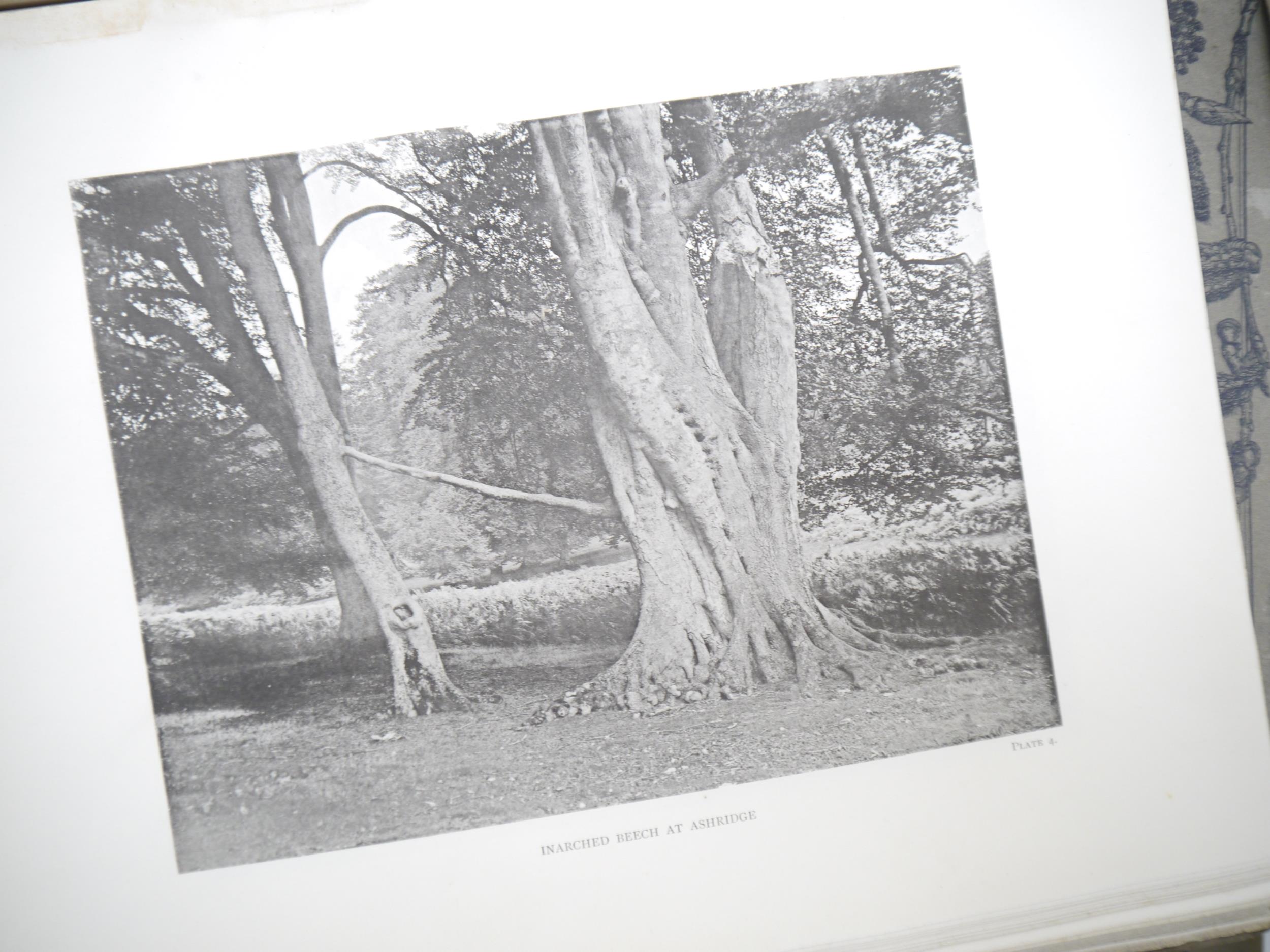 (Trees), Henry John Elwes & Augustine Henry: 'The Trees of Great Britain & Ireland', Edinburgh, - Image 7 of 41