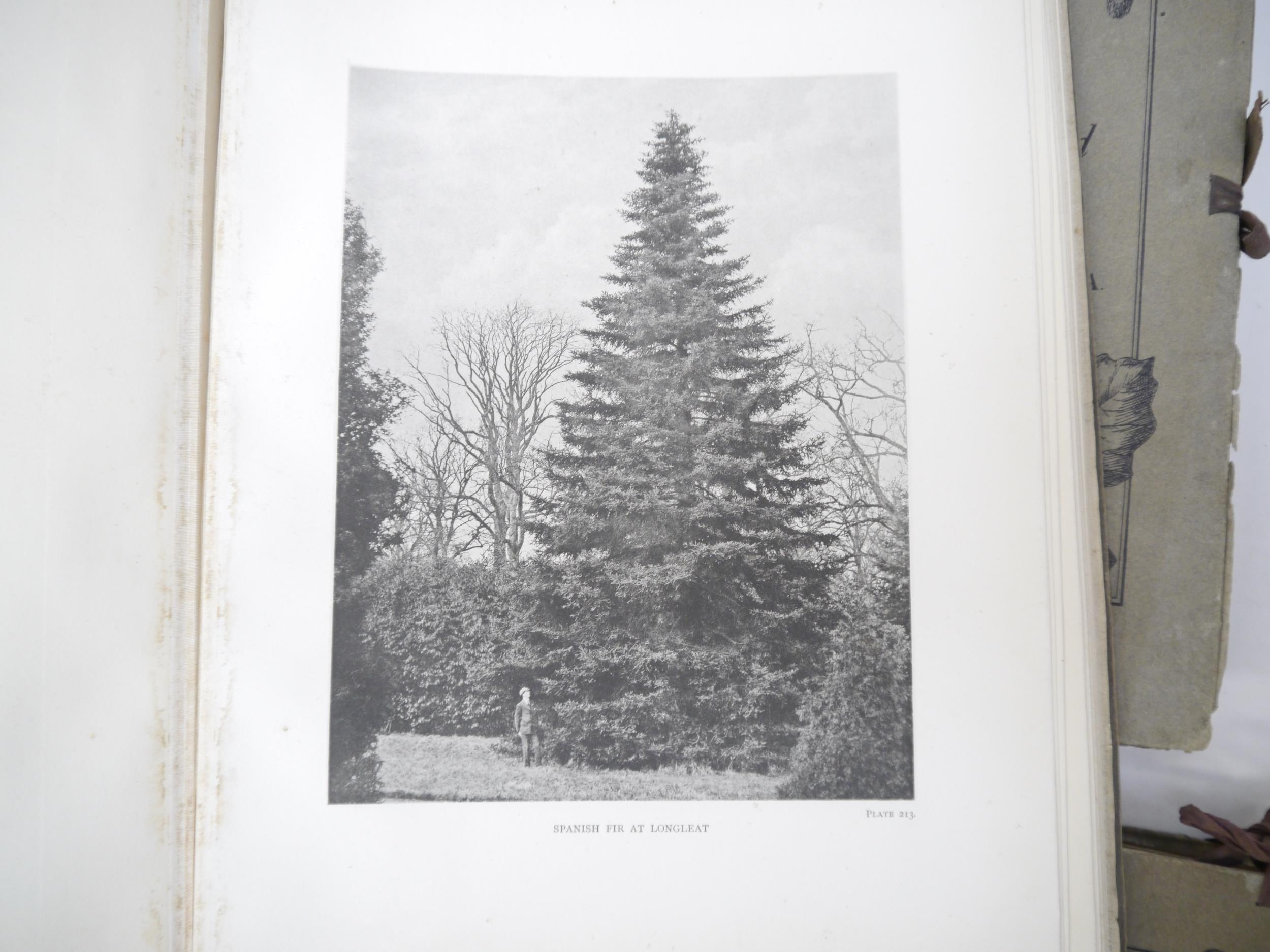 (Trees), Henry John Elwes & Augustine Henry: 'The Trees of Great Britain & Ireland', Edinburgh, - Image 20 of 41