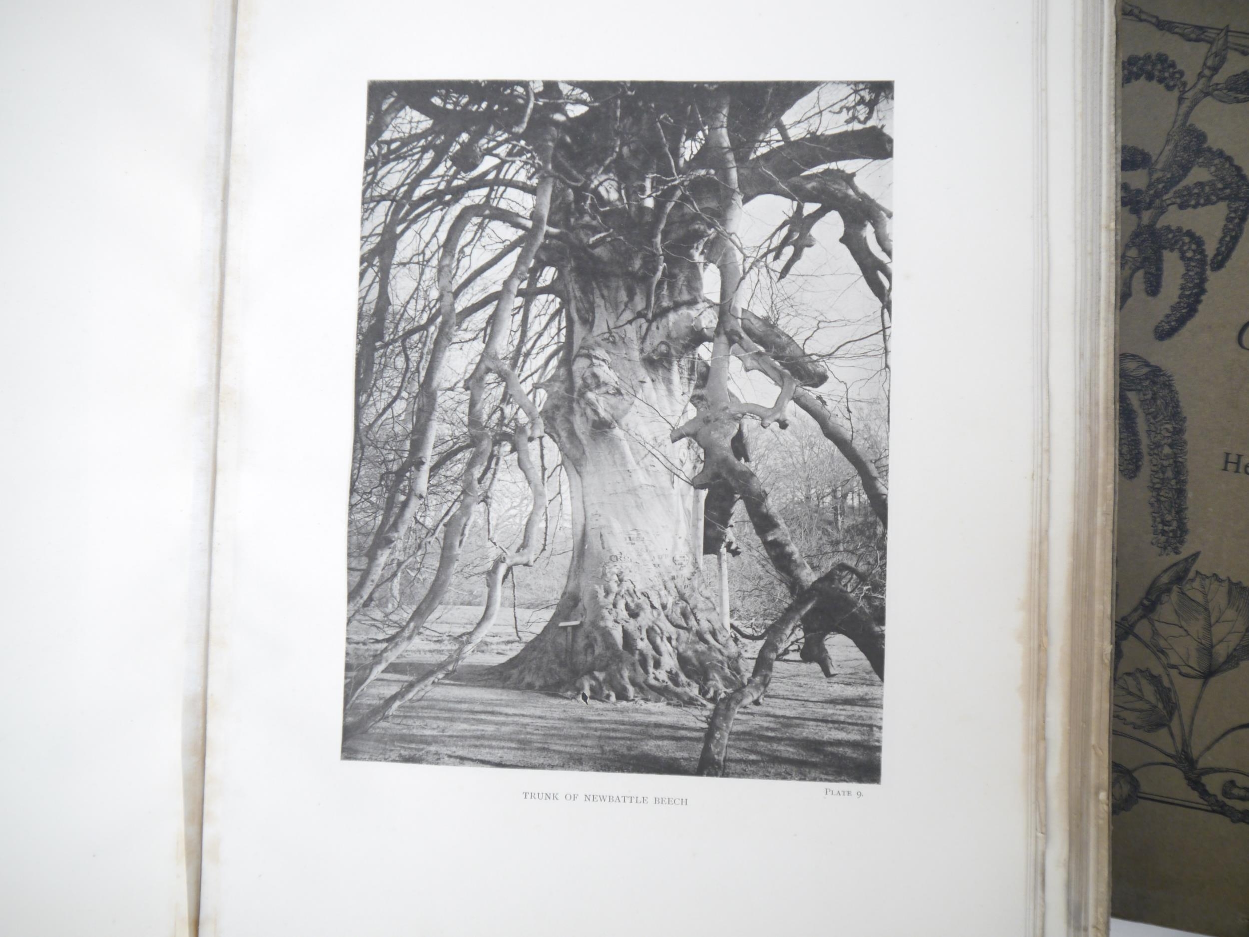 (Trees), Henry John Elwes & Augustine Henry: 'The Trees of Great Britain & Ireland', Edinburgh, - Image 8 of 41