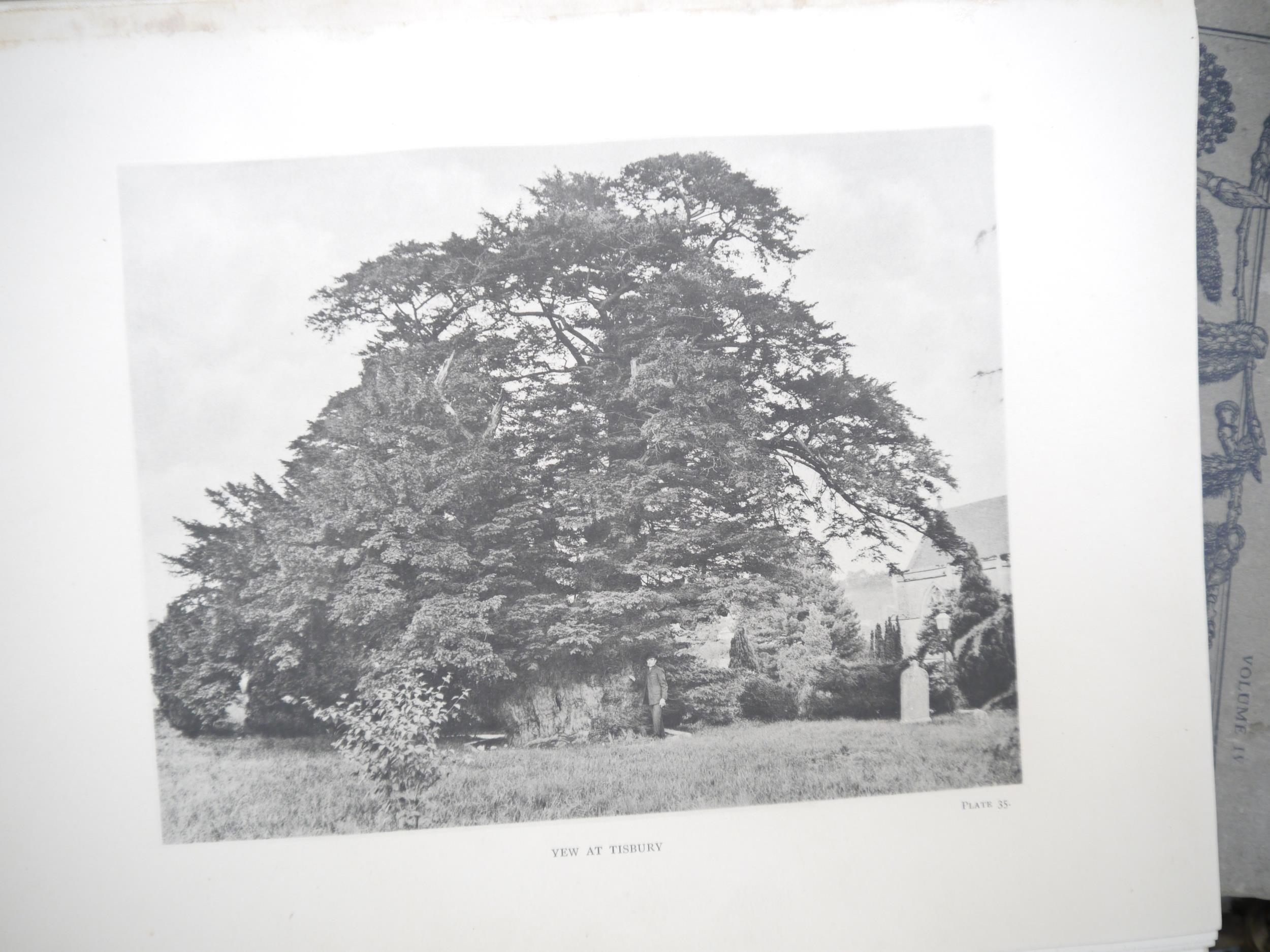 (Trees), Henry John Elwes & Augustine Henry: 'The Trees of Great Britain & Ireland', Edinburgh, - Image 12 of 41