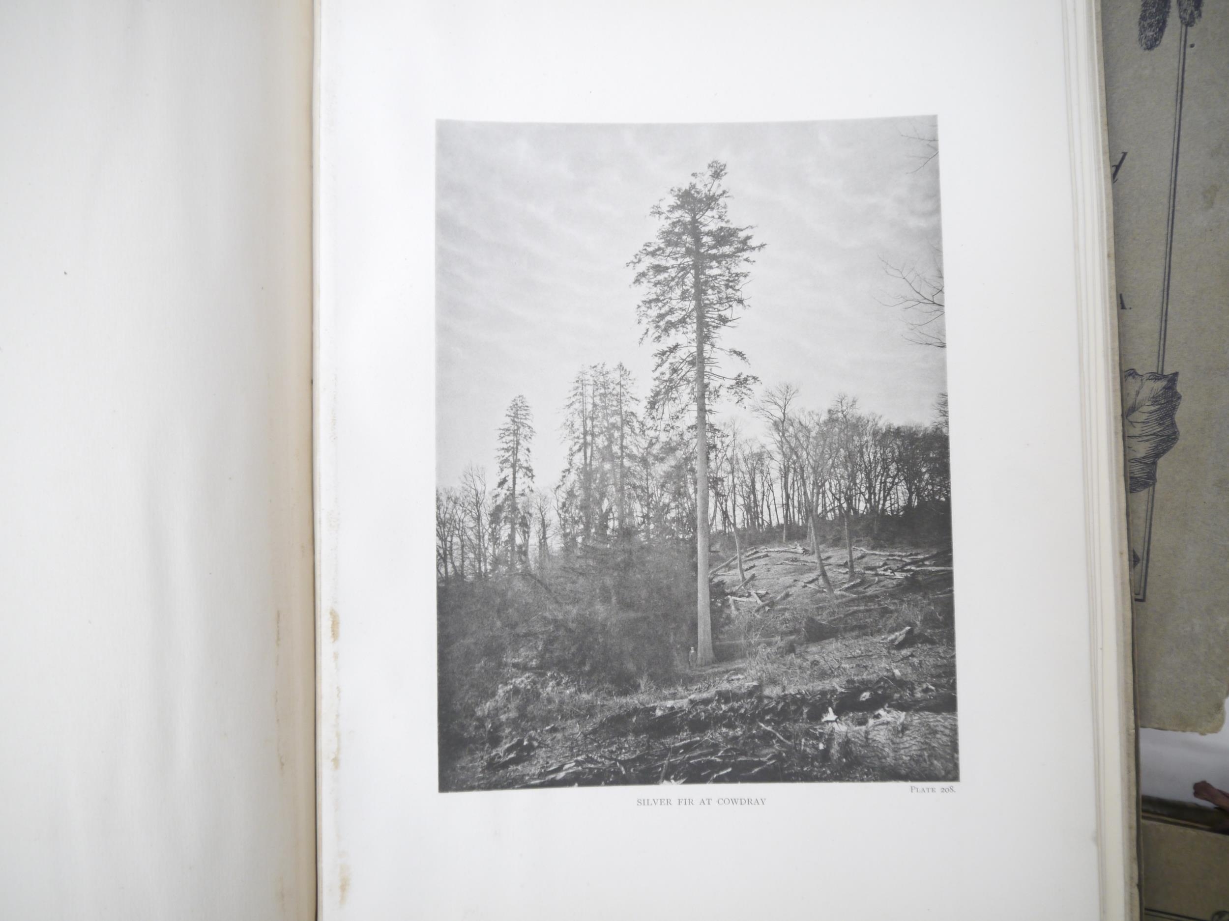 (Trees), Henry John Elwes & Augustine Henry: 'The Trees of Great Britain & Ireland', Edinburgh, - Image 18 of 41