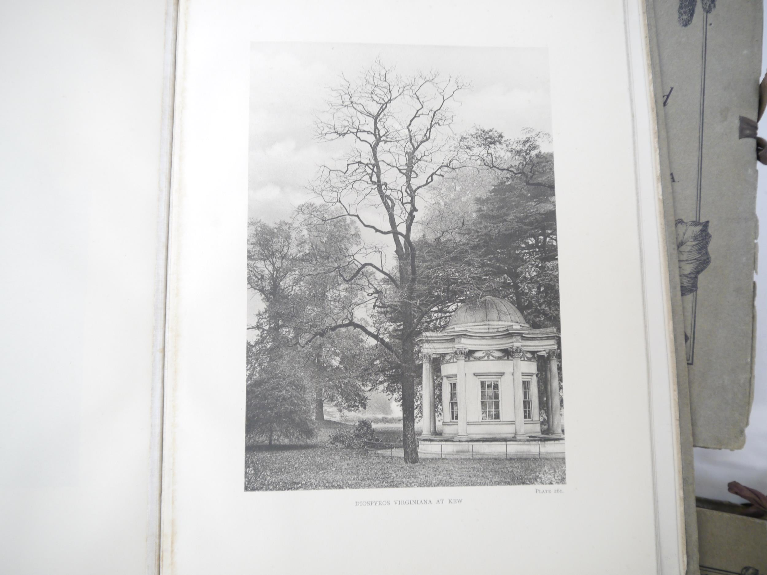 (Trees), Henry John Elwes & Augustine Henry: 'The Trees of Great Britain & Ireland', Edinburgh, - Image 27 of 41