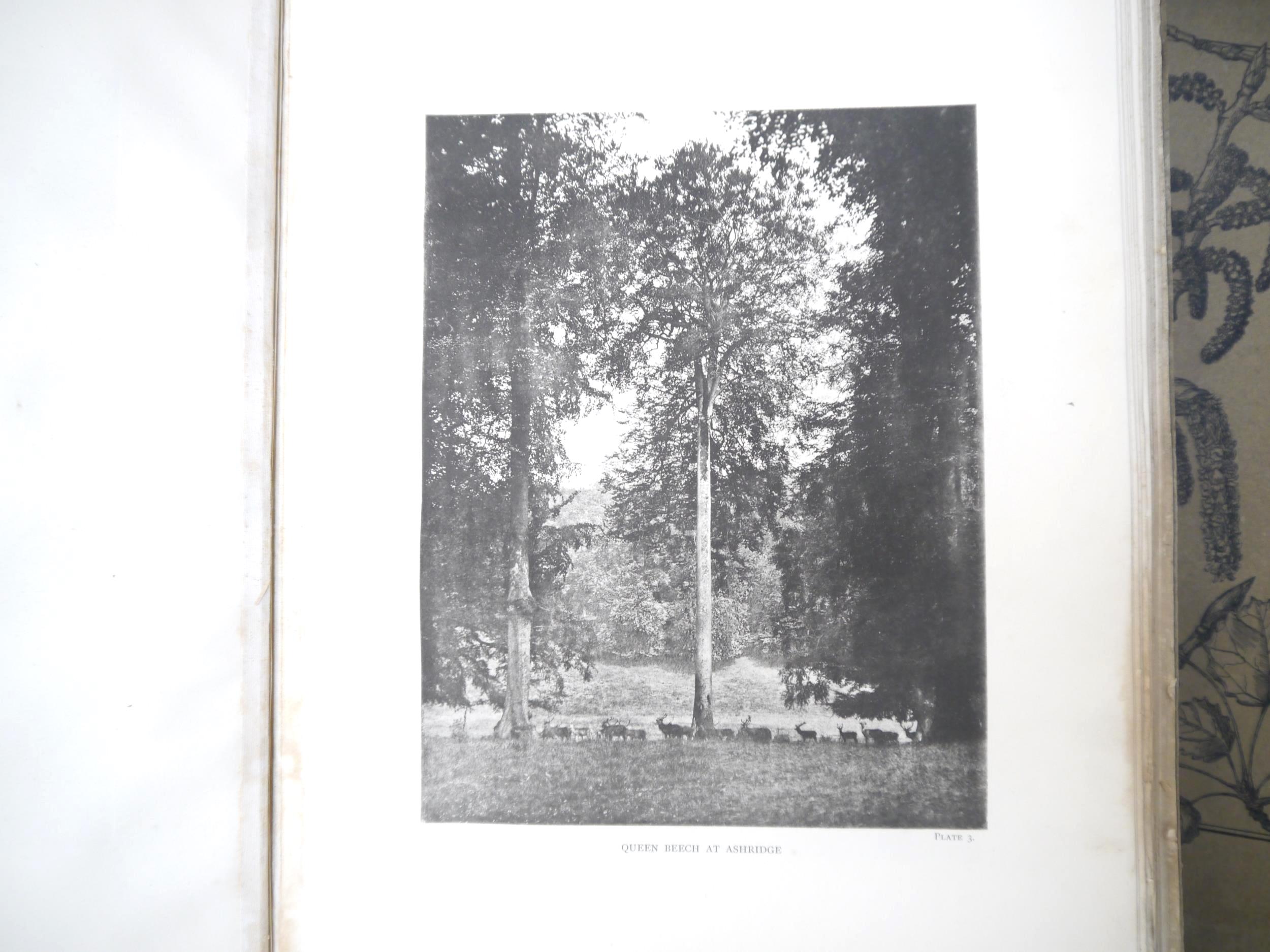 (Trees), Henry John Elwes & Augustine Henry: 'The Trees of Great Britain & Ireland', Edinburgh, - Image 5 of 41