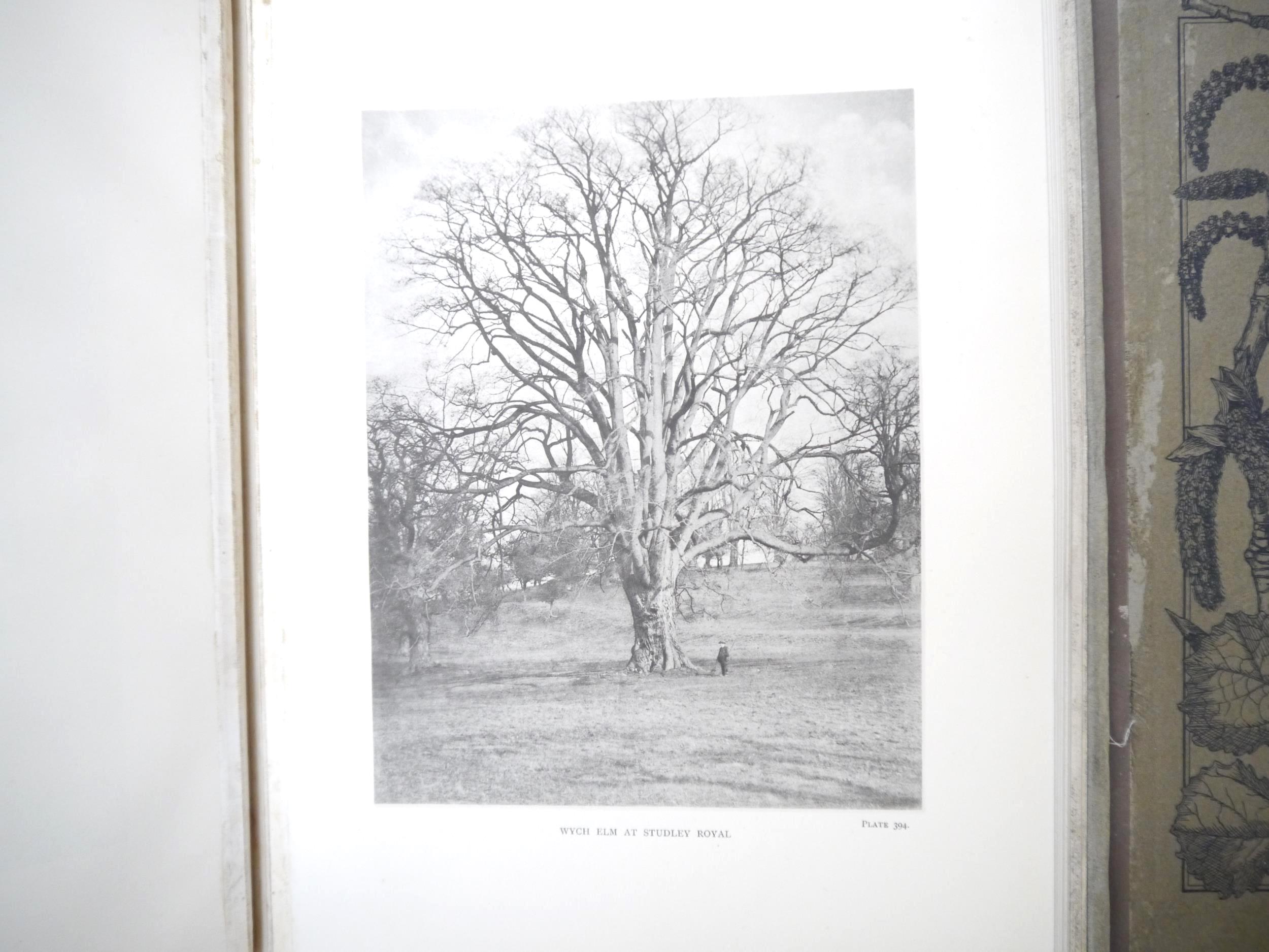 (Trees), Henry John Elwes & Augustine Henry: 'The Trees of Great Britain & Ireland', Edinburgh, - Image 31 of 41