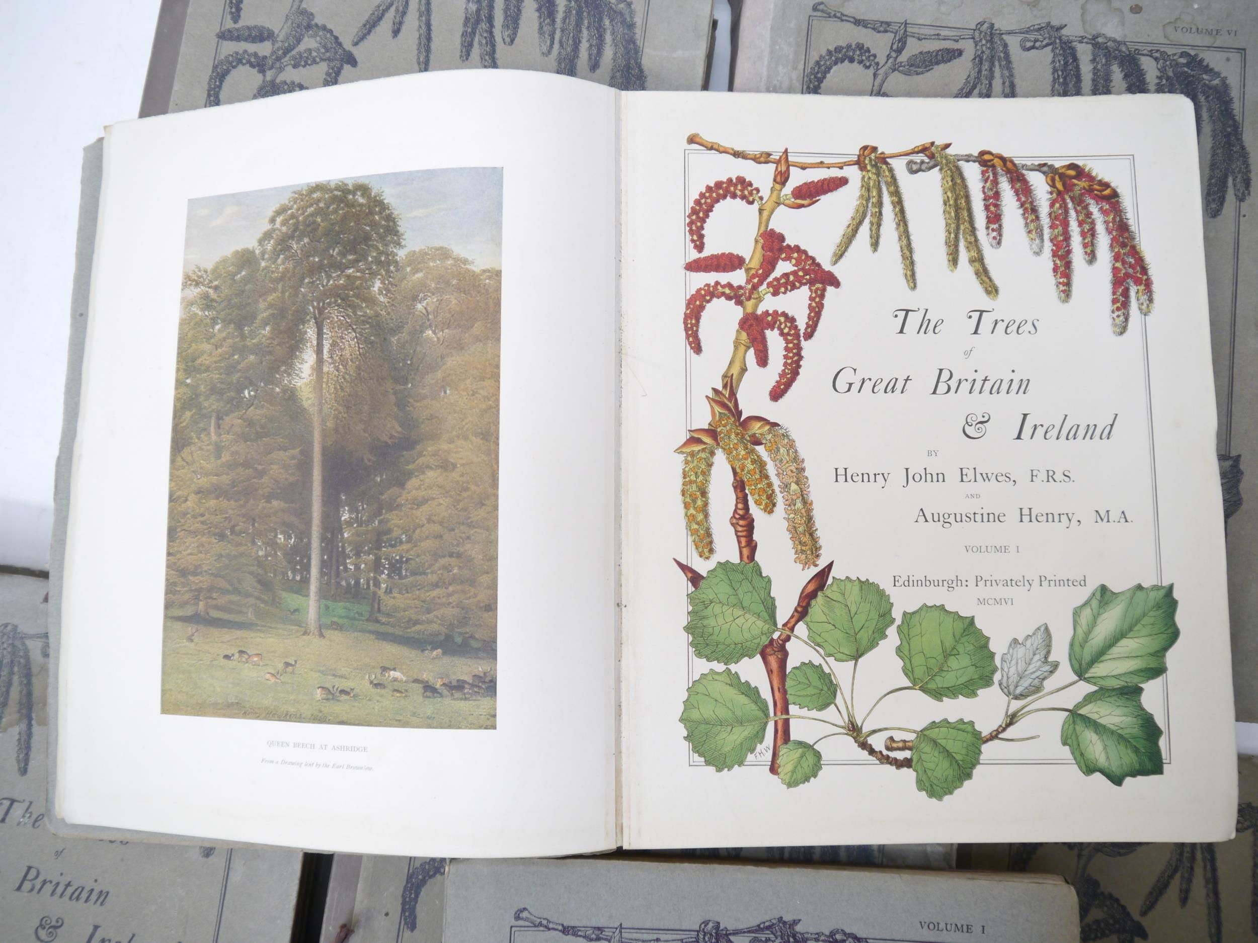 (Trees), Henry John Elwes & Augustine Henry: 'The Trees of Great Britain & Ireland', Edinburgh, - Image 14 of 41