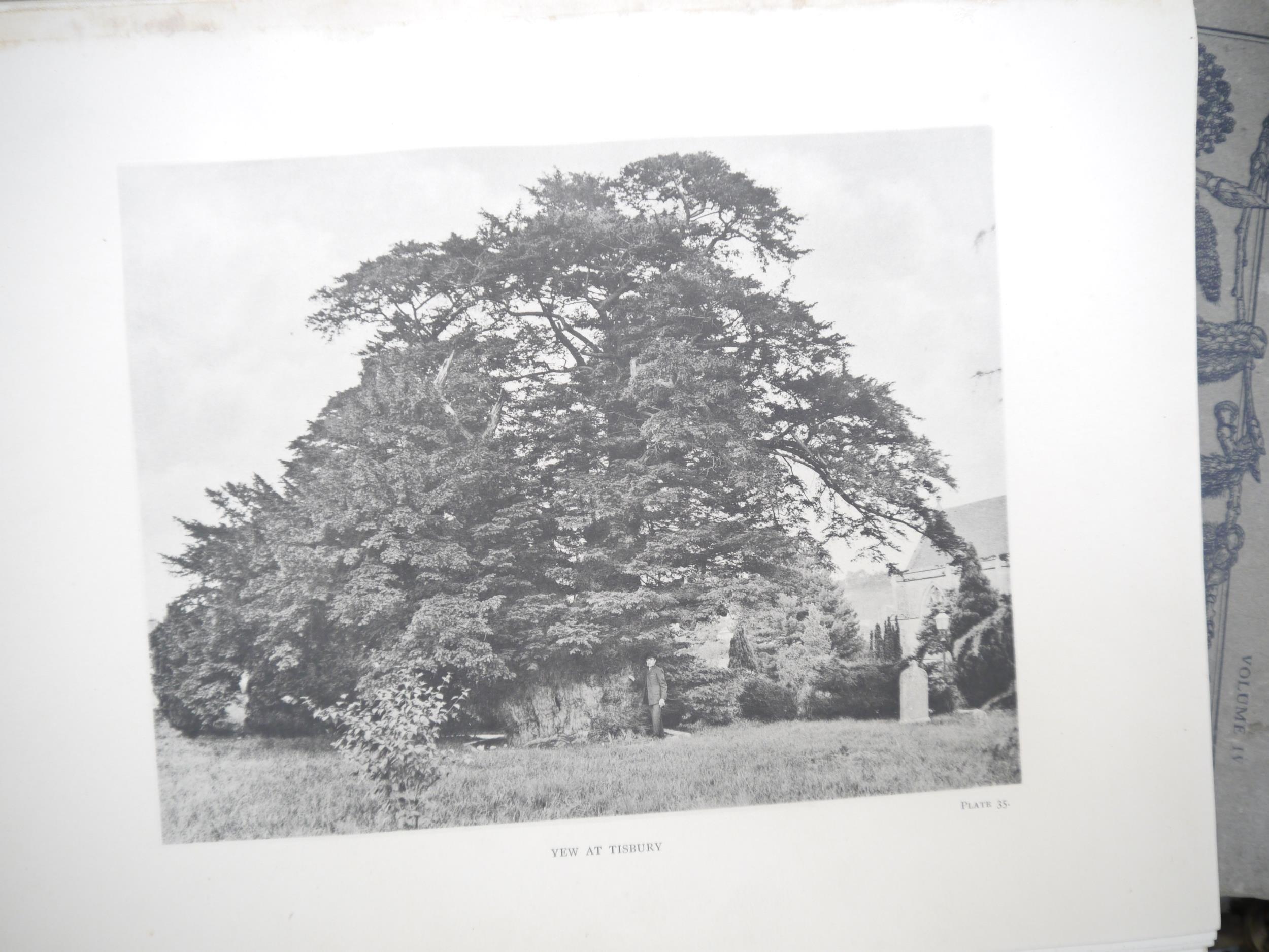 (Trees), Henry John Elwes & Augustine Henry: 'The Trees of Great Britain & Ireland', Edinburgh, - Image 13 of 41