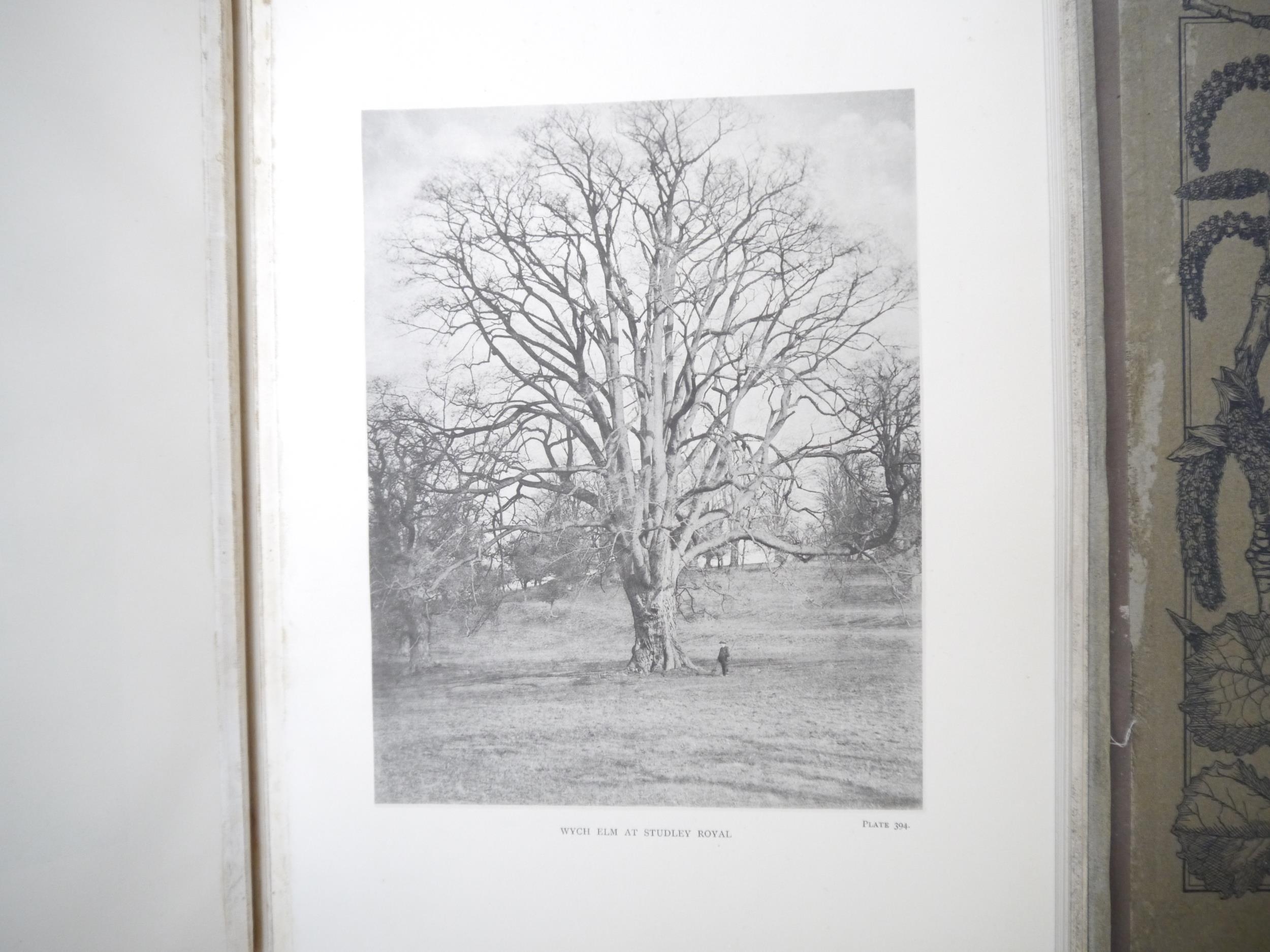(Trees), Henry John Elwes & Augustine Henry: 'The Trees of Great Britain & Ireland', Edinburgh, - Image 30 of 41