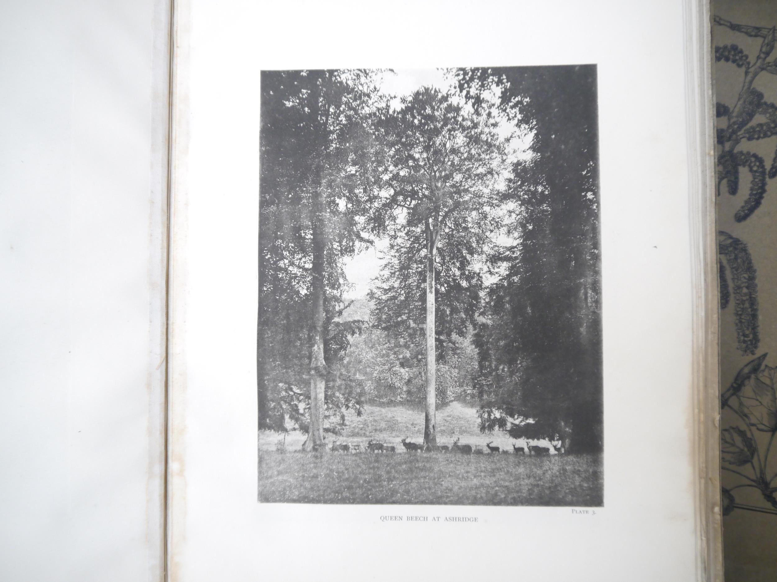 (Trees), Henry John Elwes & Augustine Henry: 'The Trees of Great Britain & Ireland', Edinburgh, - Image 4 of 41