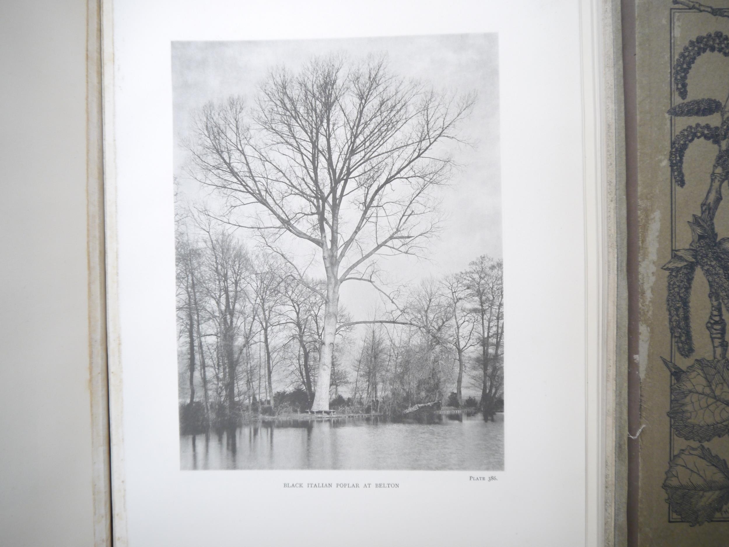 (Trees), Henry John Elwes & Augustine Henry: 'The Trees of Great Britain & Ireland', Edinburgh, - Image 34 of 41