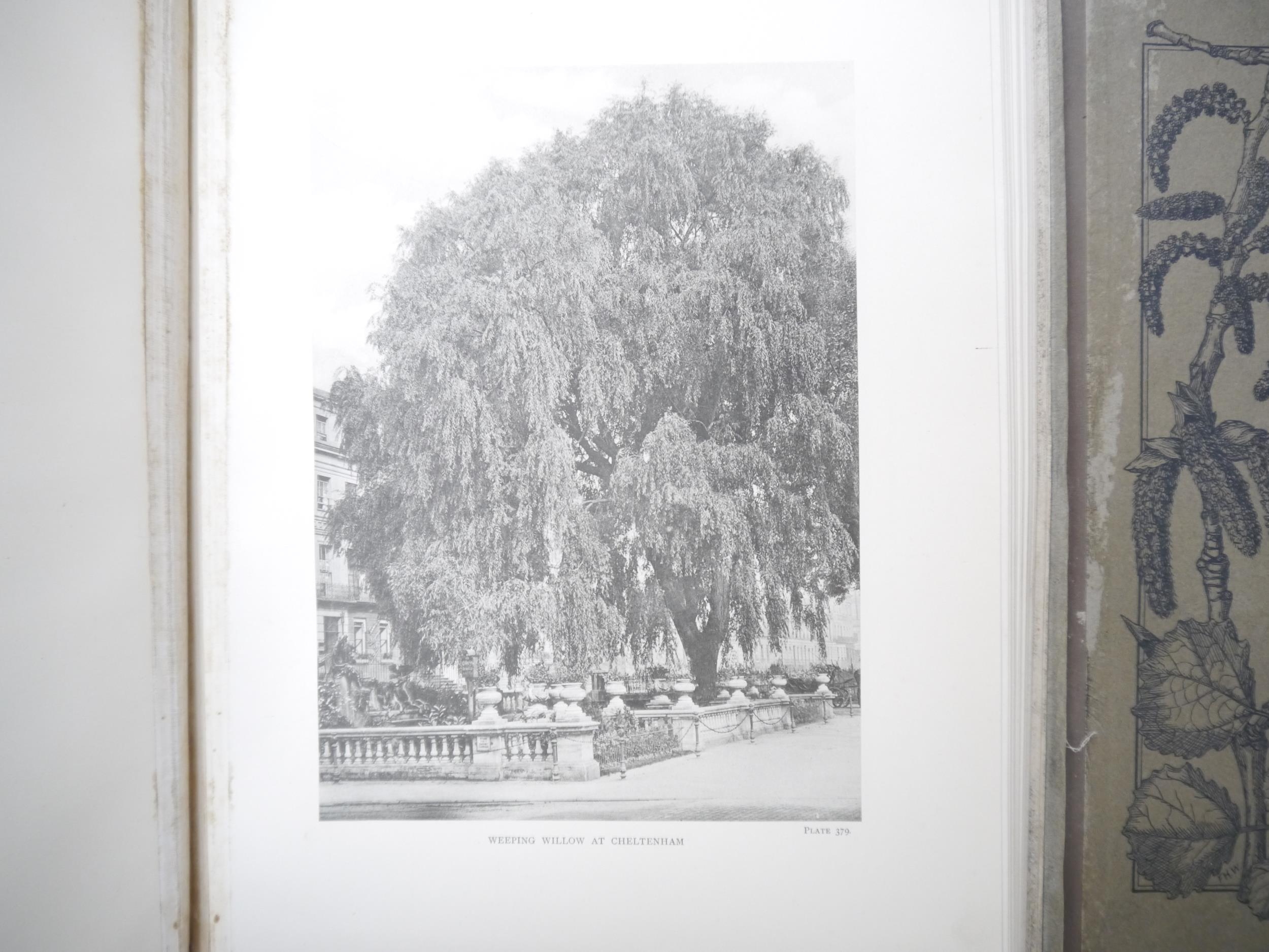 (Trees), Henry John Elwes & Augustine Henry: 'The Trees of Great Britain & Ireland', Edinburgh, - Image 38 of 41