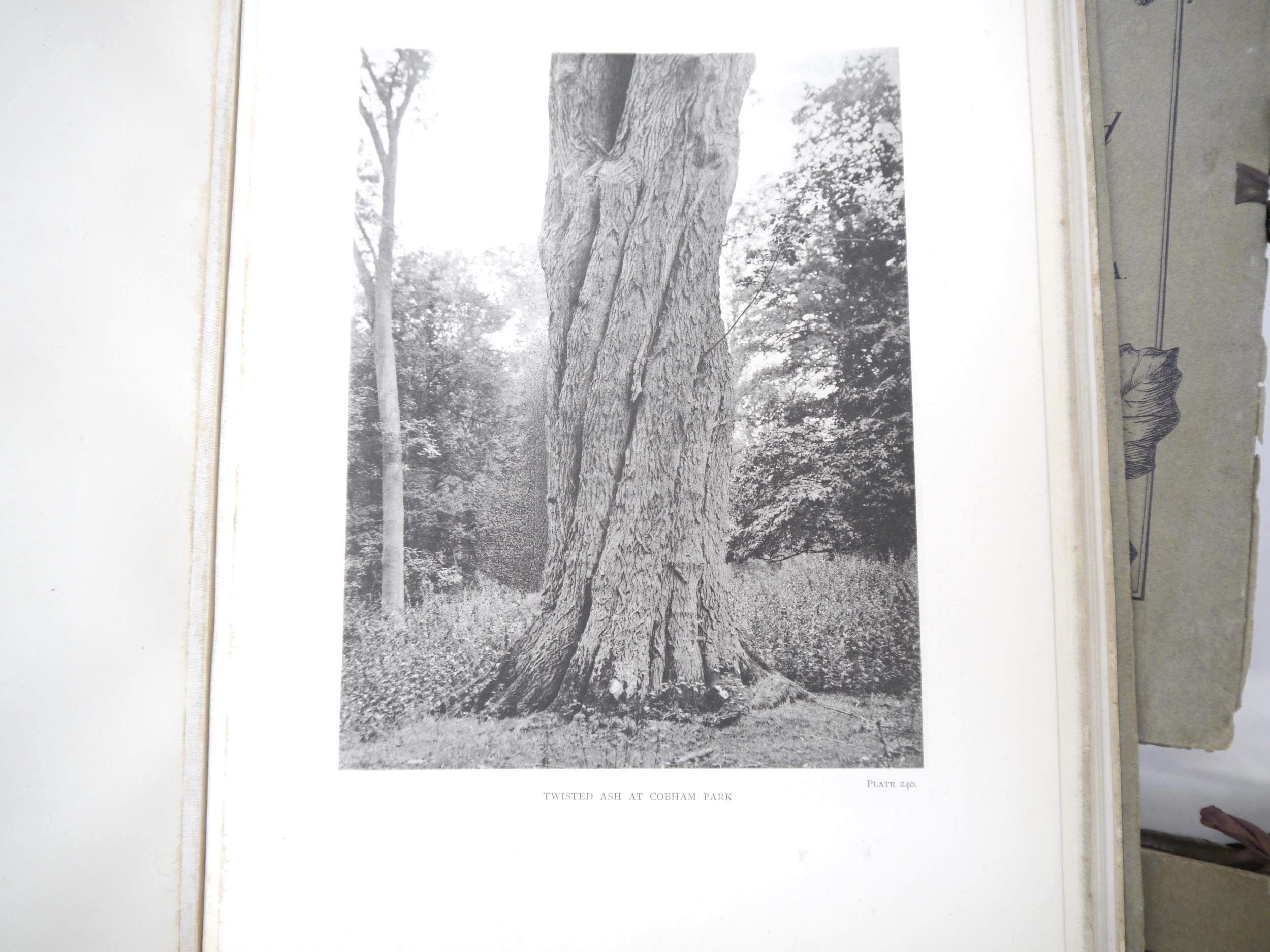 (Trees), Henry John Elwes & Augustine Henry: 'The Trees of Great Britain & Ireland', Edinburgh, - Image 23 of 41