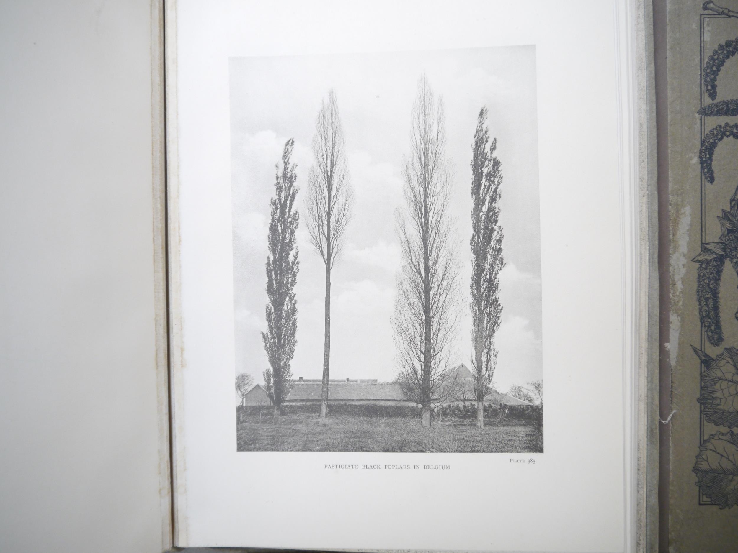 (Trees), Henry John Elwes & Augustine Henry: 'The Trees of Great Britain & Ireland', Edinburgh, - Image 36 of 41