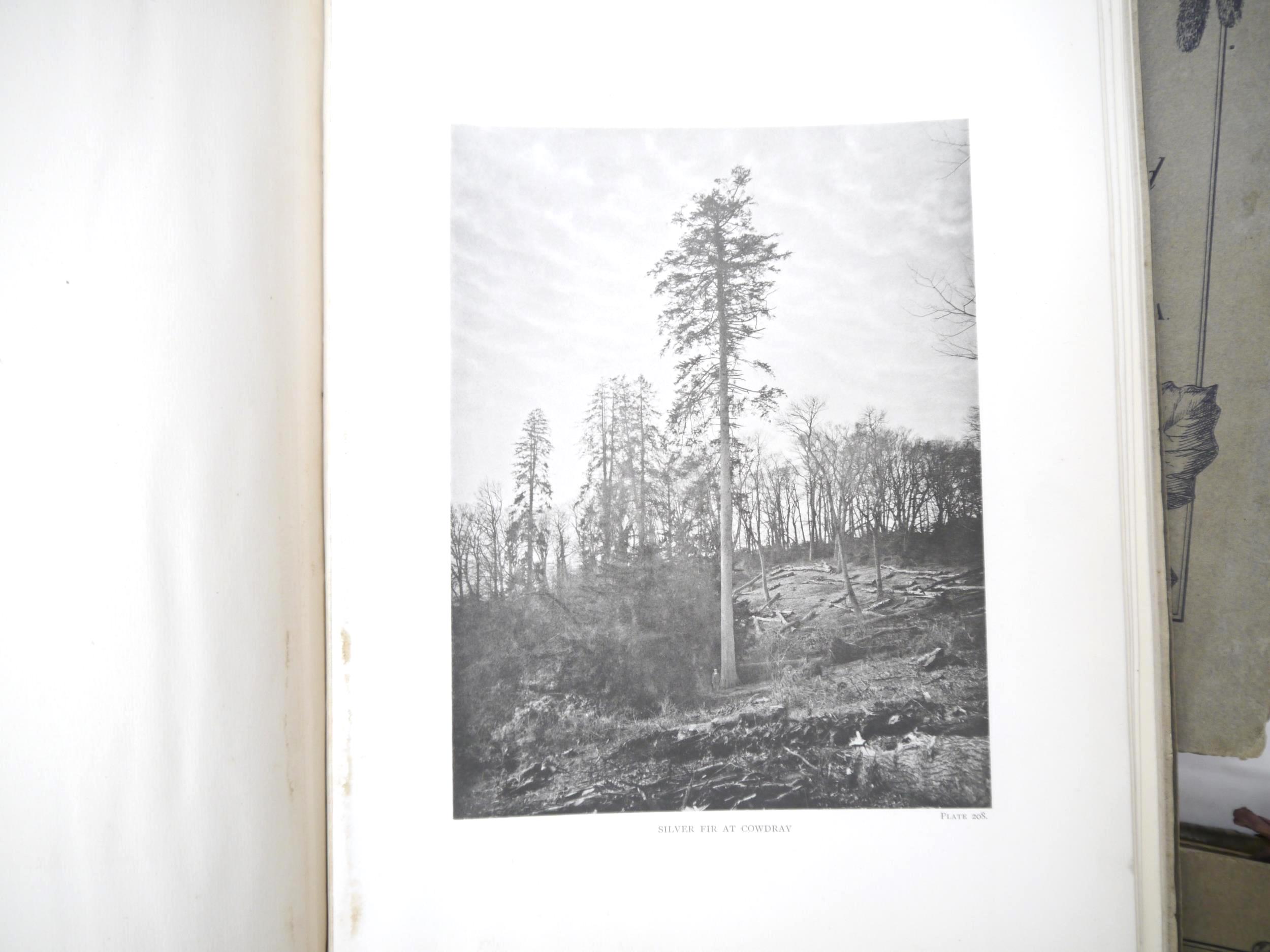 (Trees), Henry John Elwes & Augustine Henry: 'The Trees of Great Britain & Ireland', Edinburgh, - Image 19 of 41